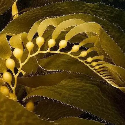kelp extract