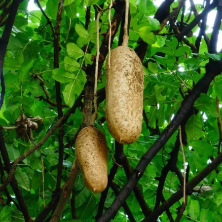 Kigelia Africana extract powder Kigelia Africana extract powder